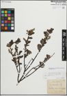 Foto von Salix myrsinifolia Salisb. x Salix phylicifolia L.